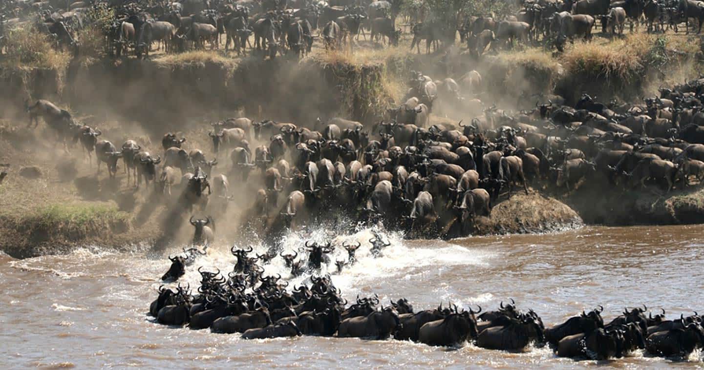Great Migration Safari